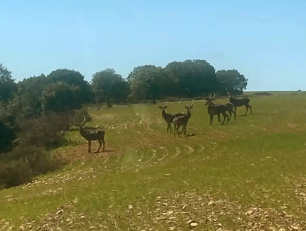 Agricultores de Carbajales de Alba alertan del aumento de ciervos y jabalíes: "Es una plaga"