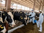 El Gobierno refuerza la lucha contra la dermatosis nodular con casi un millón de euros en nuevas vacunas