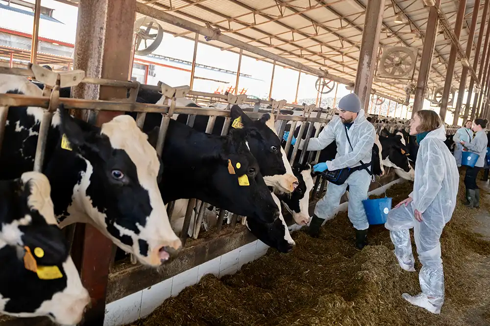 El Gobierno refuerza la lucha contra la dermatosis nodular con casi un millón de euros en nuevas vacunas