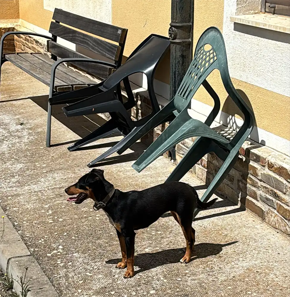 APARECE PERRO EN LA RESIDENCIA DE TÁBARA