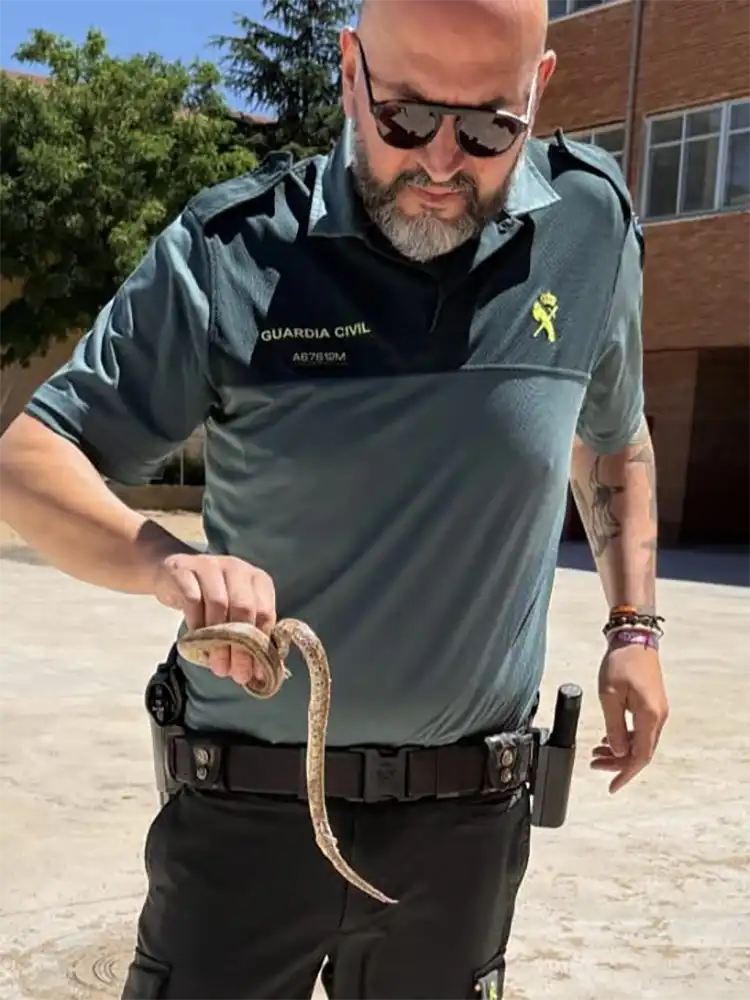 La Guardia Civil retira una culebra de escalera hallada en el colegio de Villarrín de Campos 1 La Guardia Civil retira una culebra de escalera hallada en el colegio de Villarrín de Campos