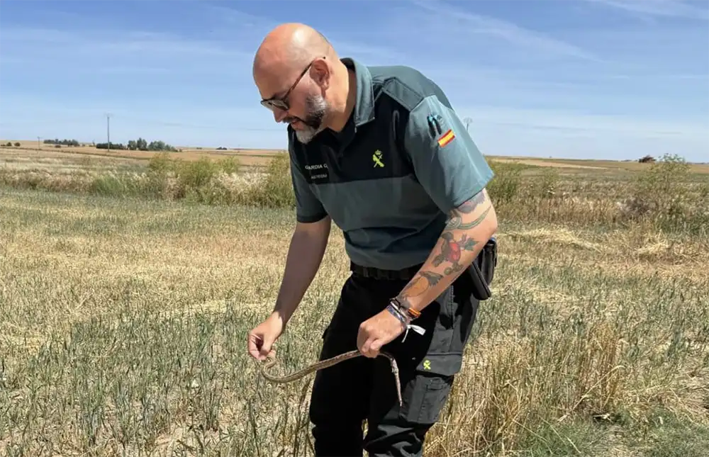 La Guardia Civil retira una culebra de escalera hallada en el colegio de Villarrín de Campos 2