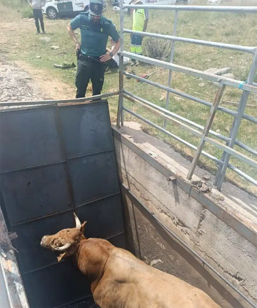 Rescatan con éxito a un toro caído en el Canal de Moncalvo en la Alta Sanabria tras un complejo operativo de emergencia