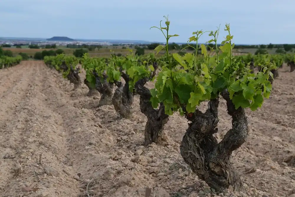 Castilla y León recibirá 16,5 millones de euros para sanidad animal, vegetal y apoyo al sector vitivinícola