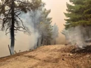 El Gobierno declara zonas afectadas por emergencia de protección civil los territorios afectados por 211 episodios catastróficos