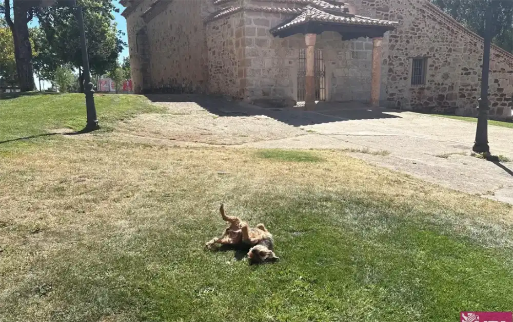 UPL pide a la Junta asumir la gestión de animales abandonados para aliviar la carga de los ayuntamientos