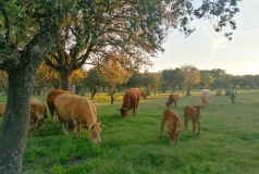 La Diputación de Zamora destina más de 400.000 euros en ayudas al campo para infraestructuras agrícolas, ganadería y razas autóctonas