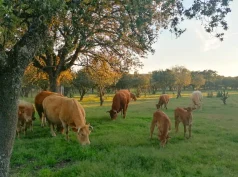 La Diputación de Zamora destina más de 400.000 euros en ayudas al campo para infraestructuras agrícolas, ganadería y razas autóctonas