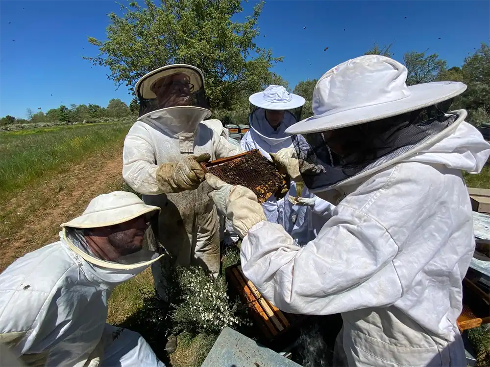Tábara impulsa el proyecto europeo VIAPIS para potenciar la apicultura y la biodiversidad entre Zamora y Bragança 2
