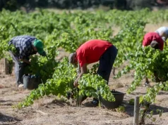 Agricultura abona otros 8,85 millones de euros a 934 agricultores y ganaderos afectados por las borrascas