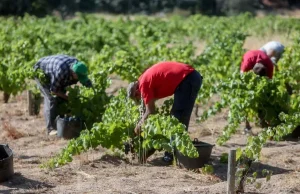 Agricultura abona otros 8,85 millones de euros a 934 agricultores y ganaderos afectados por las borrascas