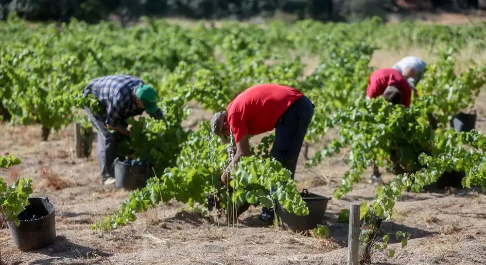 Agricultura abona otros 8,85 millones de euros a 934 agricultores y ganaderos afectados por las borrascas 1 Agricultura abona otros 8,85 millones de euros a 934 agricultores y ganaderos afectados por las borrascas