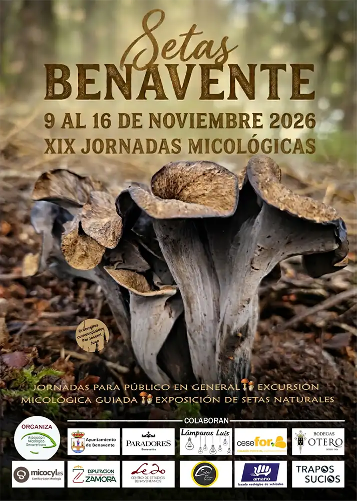 Benavente celebra del 9 al 16 de noviembre sus XIX Jornadas Micológicas con conferencias, excursiones y exposiciones 1 Benavente celebra del 9 al 16 de noviembre sus XIX Jornadas Micológicas con conferencias, excursiones y exposiciones