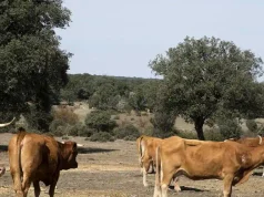 Castilla y León recibirá más de 8 millones de euros para combatir las enfermedades del ganado, la mayor asignación de España