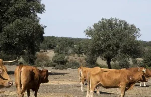 Castilla y León recibirá más de 8 millones de euros para combatir las enfermedades del ganado, la mayor asignación de España