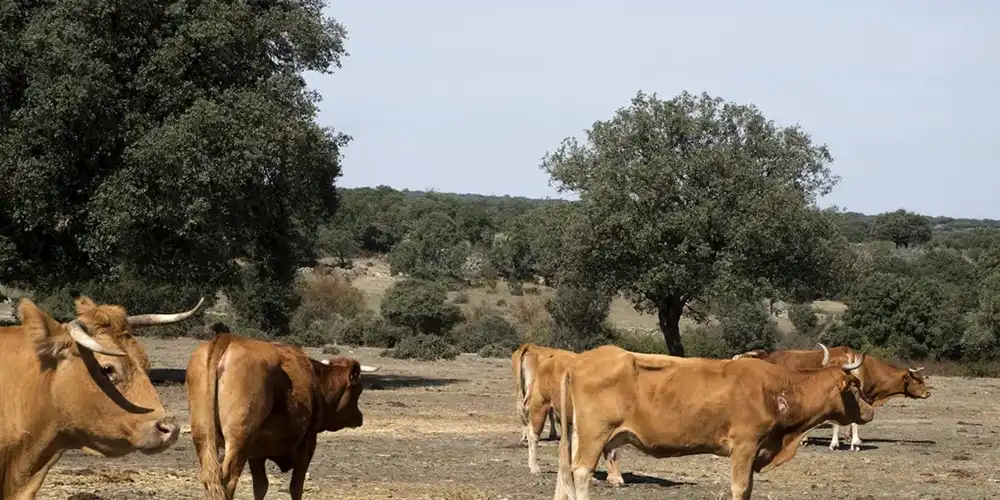 Castilla y León recibirá más de 8 millones de euros para combatir las enfermedades del ganado, la mayor asignación de España 1 Castilla y León recibirá más de 8 millones de euros para combatir las enfermedades del ganado, la mayor asignación de España