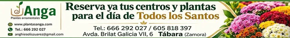 crisantemos 1