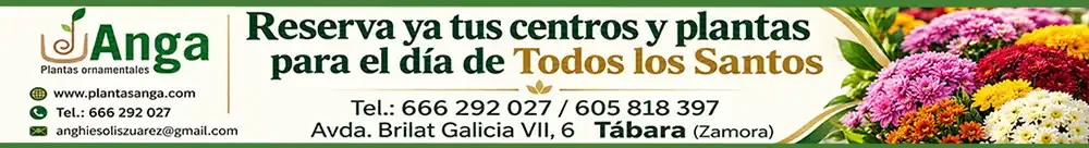 crisantemos 1